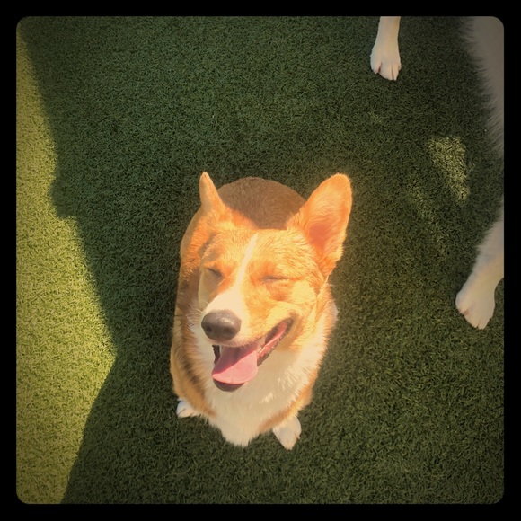 Meet your Posher, Rosie the Corgi - Picture 4 of 10